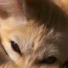 Стикер 10 Fennec