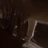 Стикер 4 Fennec