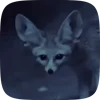 Стикер 36 Fennec