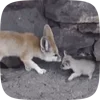 Стикер 43 Fennec