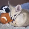 Стикер 54 Fennec