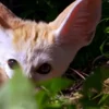 Стикер 2 Fennec