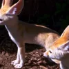 Стикер 3 Fennec