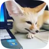 Стикер 26 Fennec