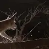 Обложка пака