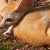 Стикер 15 Fennec