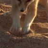 Стикер 8 Fennec