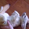 Стикер 27 Fennec
