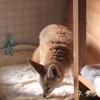Стикер 37 Fennec