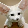Стикер 60 Fennec