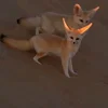 Стикер 6 Fennec