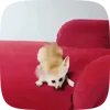 Стикер 30 Fennec