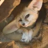 Стикер 59 Fennec