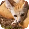 Стикер 34 Fennec