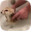 Стикер 22 Fennec