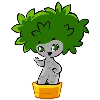 Обложка набора Ficus