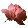🌷 Эмодзи «AESTHETIC COLLECTION» для Telegram
