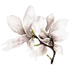 🌸 Эмодзи «AESTHETIC COLLECTION» для Telegram