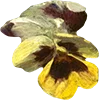 🌻 Эмодзи «AESTHETIC COLLECTION» для Telegram