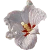 💮 Эмодзи «AESTHETIC COLLECTION» для Telegram