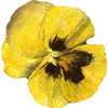 🌼 Эмодзи «AESTHETIC COLLECTION» для Telegram