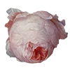 🌷 Эмодзи «AESTHETIC COLLECTION» для Telegram