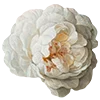🪷 Эмодзи «AESTHETIC COLLECTION» для Telegram