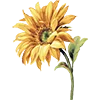 🌻 Эмодзи «AESTHETIC COLLECTION» для Telegram