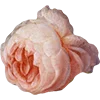 💮 Эмодзи «AESTHETIC COLLECTION» для Telegram