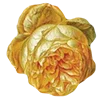 🏵 Эмодзи «AESTHETIC COLLECTION» для Telegram