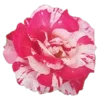 Стикер 49 🌹 Flowers - цветы