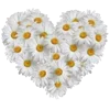 Стикер 50 🌹 Flowers - цветы