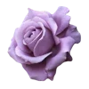 Стикер 31 🌹 Flowers - цветы
