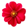 Стикер 12 🌹 Flowers - цветы