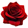 Стикер 23 🌹 Flowers - цветы