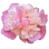 Стикер 2 🌹 Flowers - цветы