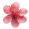 Стикер 30 🌹 Flowers - цветы