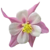 Стикер 29 🌹 Flowers - цветы