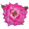 Стикер 46 🌹 Flowers - цветы
