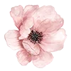 Обложка набора Flowers Aesthetics