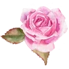 Стикер 8 Flowers Aesthetics