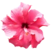 Стикер 34 Flowers Aesthetics