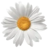 Стикер 22 Flowers Aesthetics