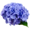 Стикер 33 Flowers Aesthetics