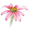 Стикер 6 Flowers Aesthetics