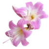 Стикер 31 Flowers Aesthetics
