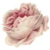 Стикер 32 Flowers Aesthetics