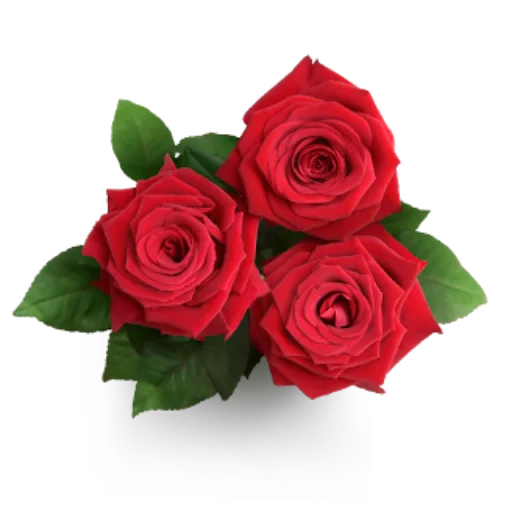 🌹 Стикер «Цветы • Flowers» для Telegram