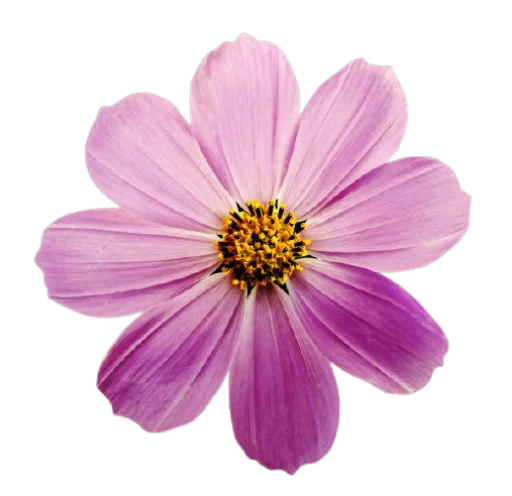 🌸 Стикер «Цветы • Flowers» для Telegram