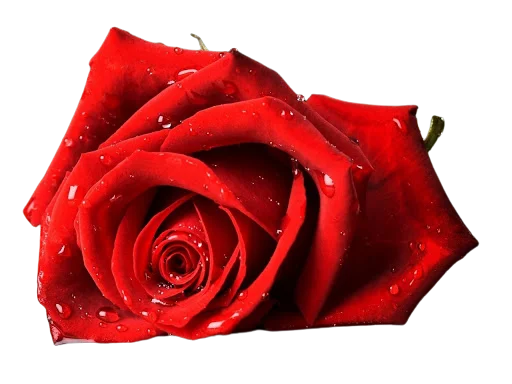 🌺 Стикер «Цветы • Flowers» для Telegram
